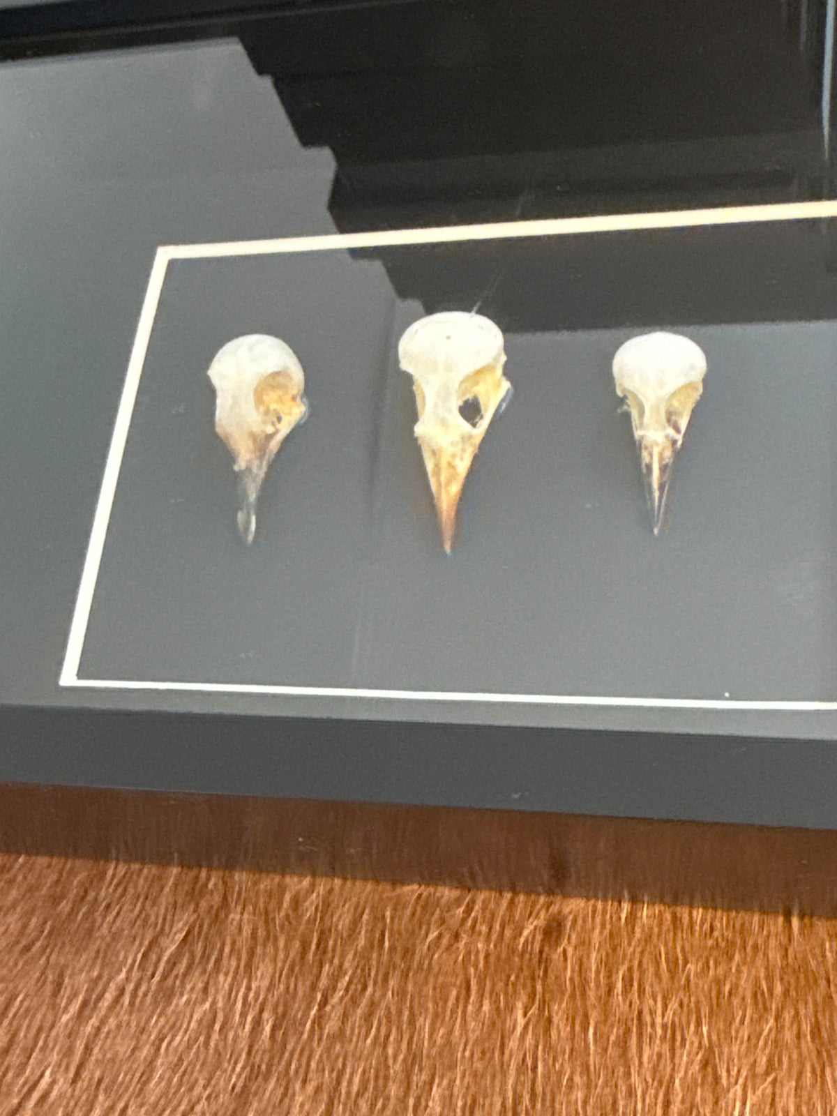 Bird Skull Trio Frame