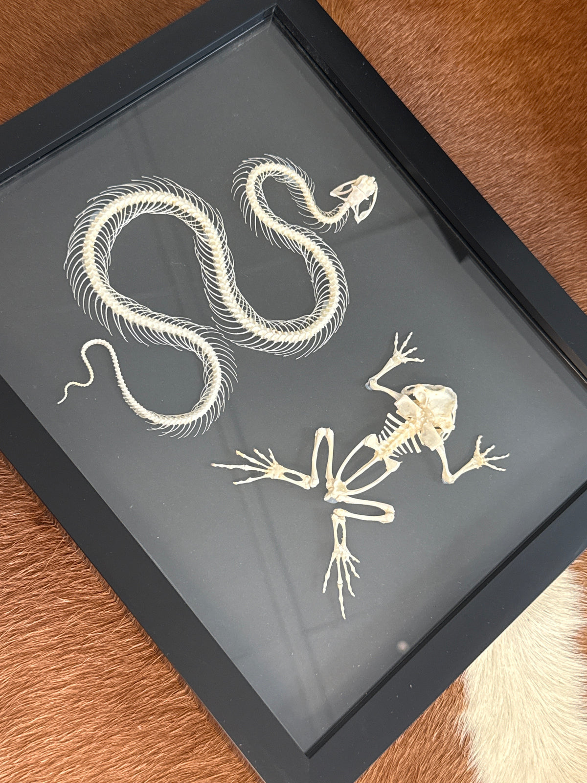 Snake & Toad Skeleton Frame