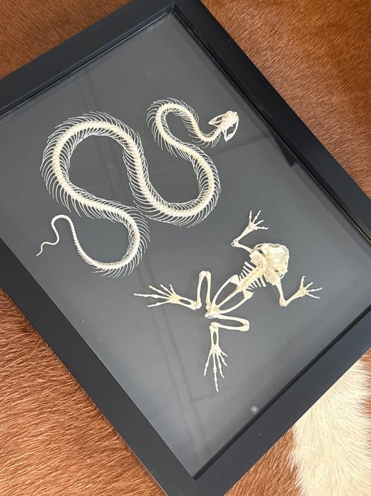 Snake & Toad Skeleton Frame