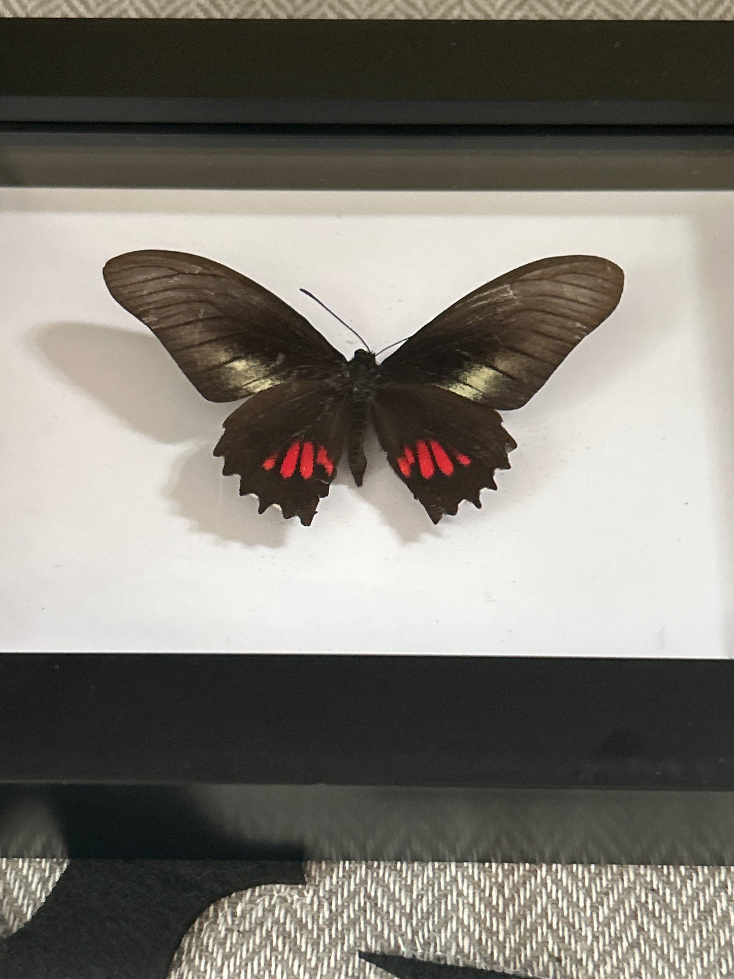 Eurytides ariathes Butterfly Frame