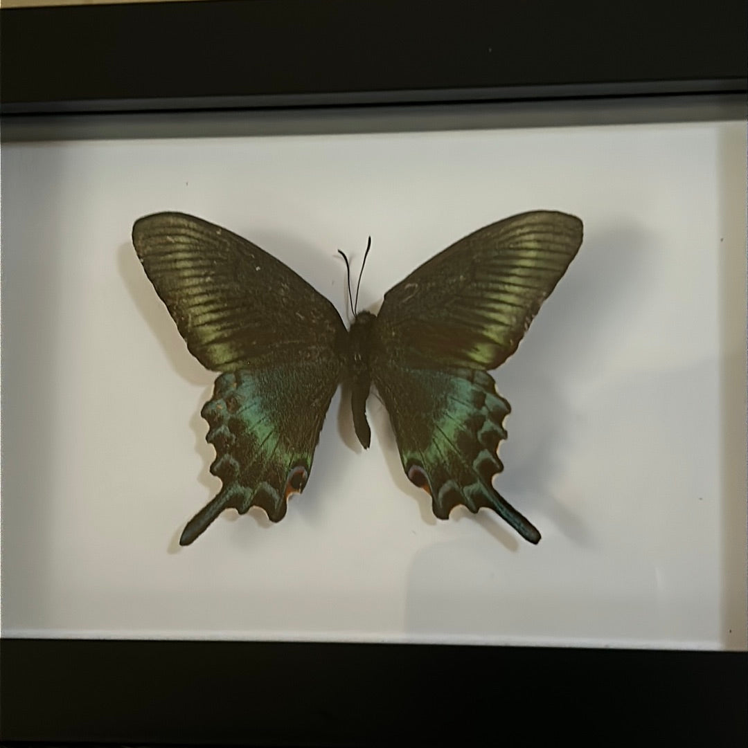 Papilio Maackii butterfly in a frame