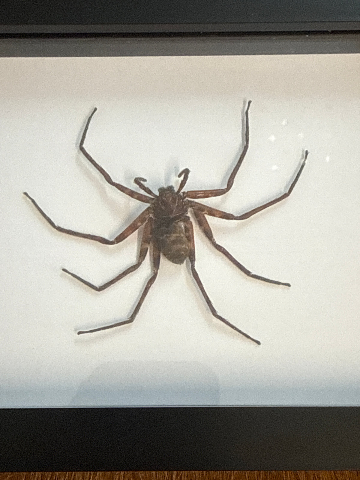 Huntsman Spider in a Frame