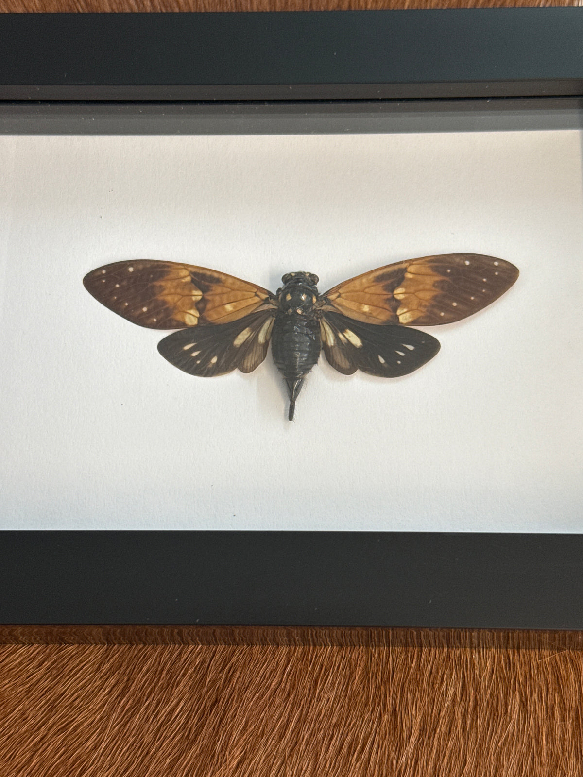 Ambragaeana ambra Cicada in a Frame