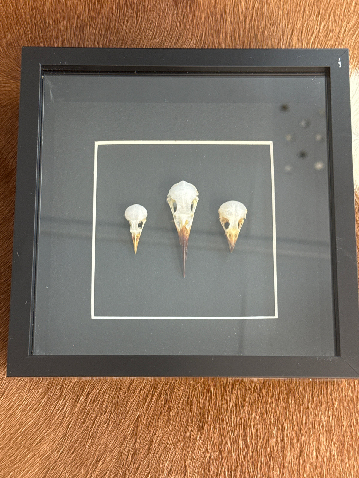 Bird Skull Trio Frame