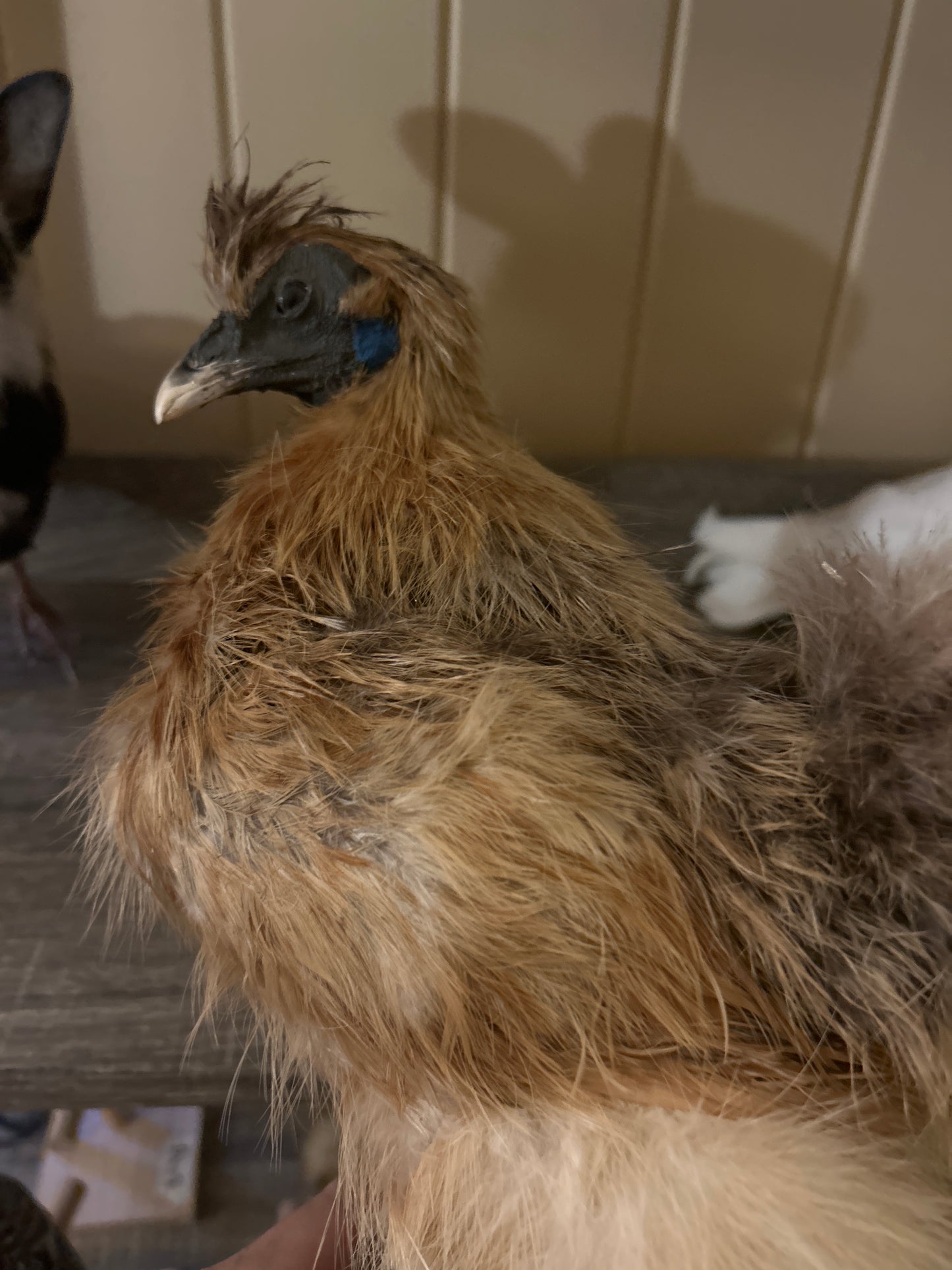 Silkie Rooster Taxidermy Mount