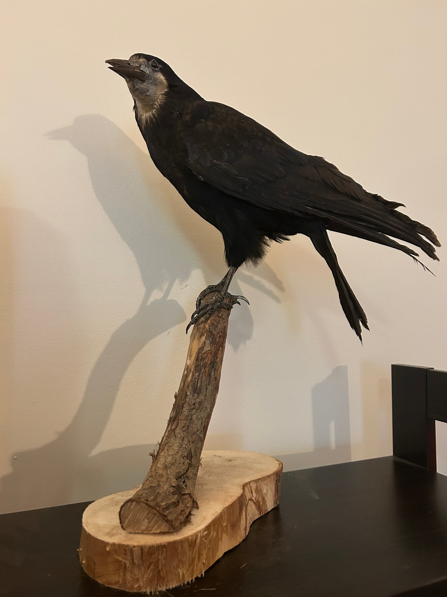Taxidermy Rook Mount