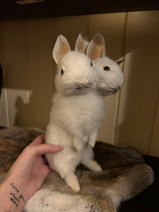 Double Headed Bunny Mount