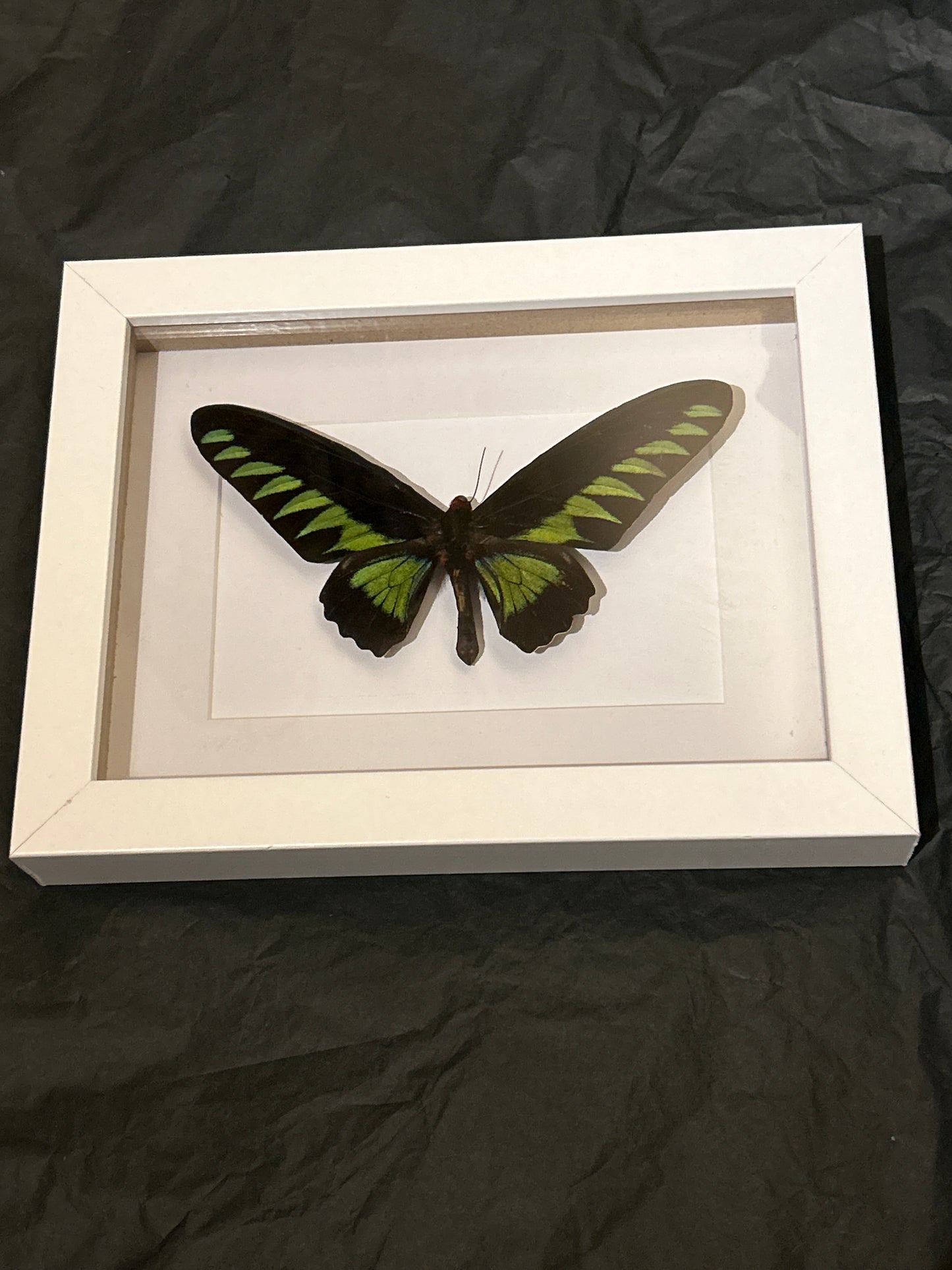 Rajah Brooke’s Birdwing butterfly in a  Frame