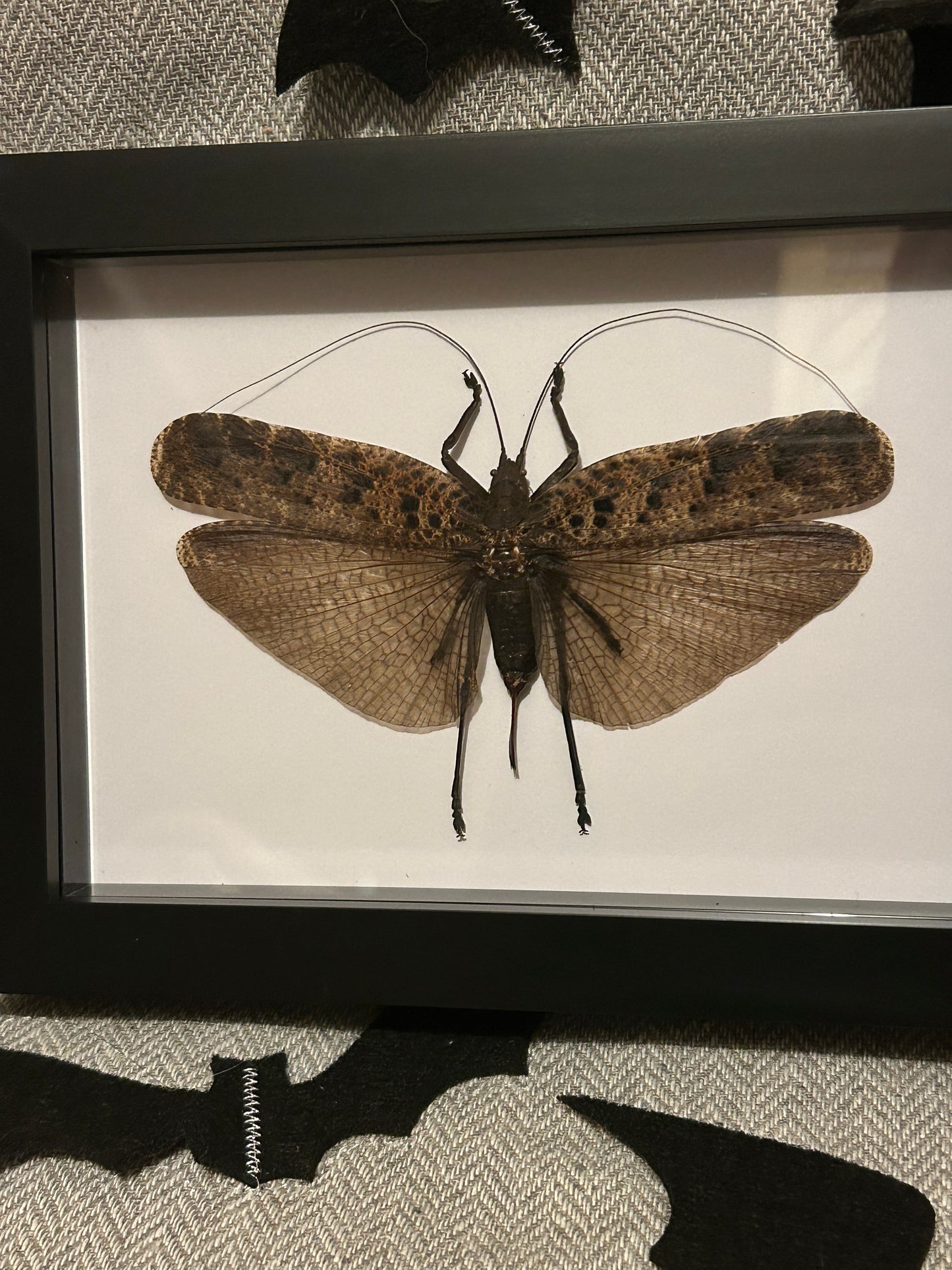 Large Brown Orthoptera Frame