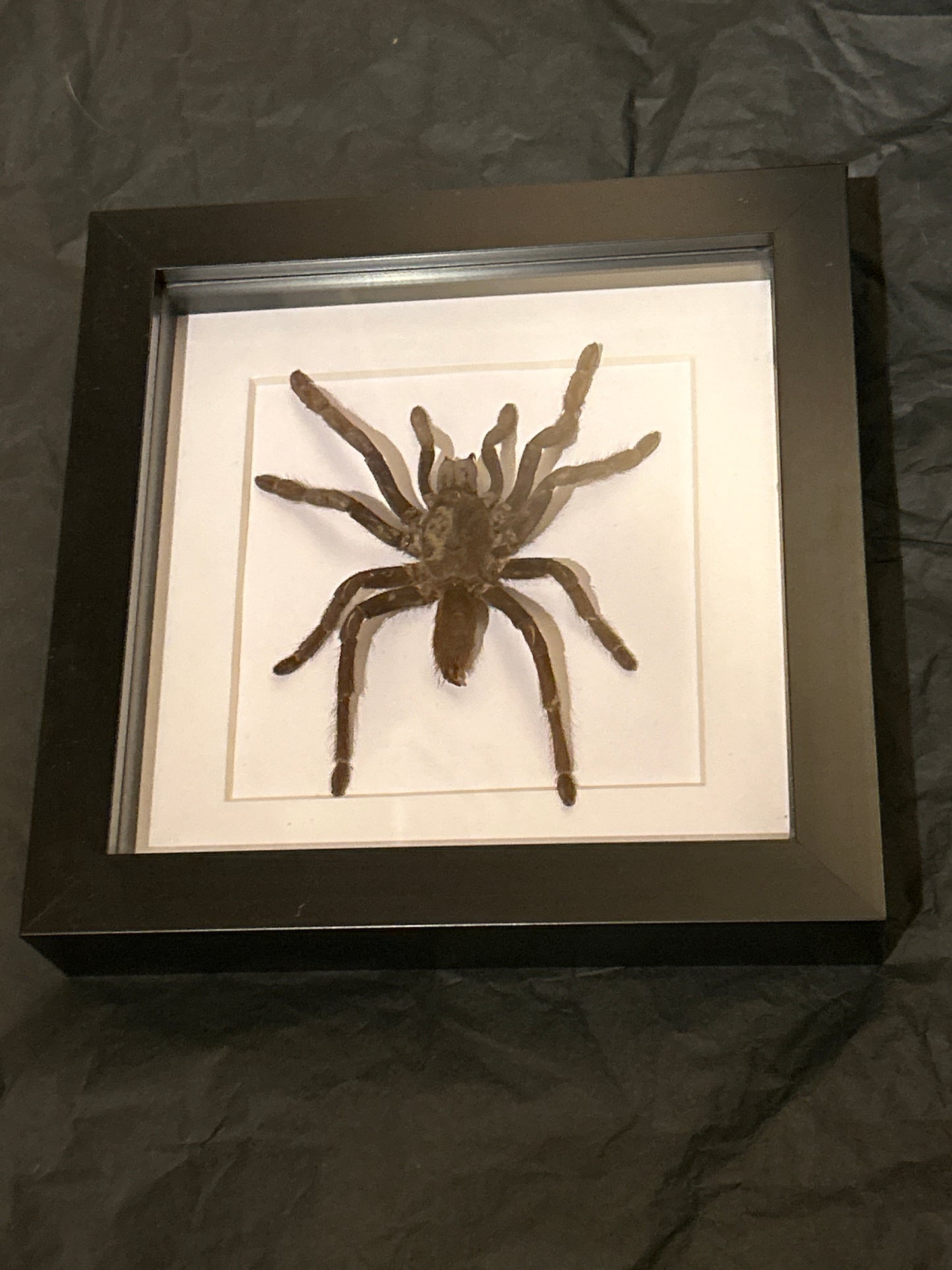 Java Yellow Kneed Tarantula in a frame