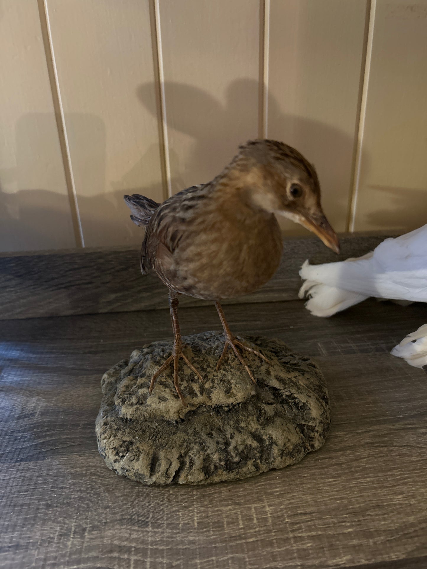 Ri di quagle Taxidermy Mount