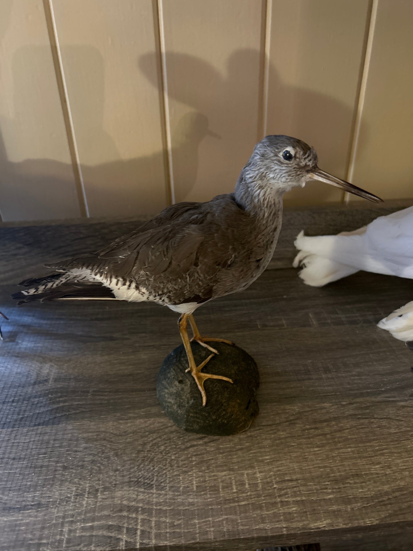 Common Redshank (tringa totanus) Taxidemy Mount