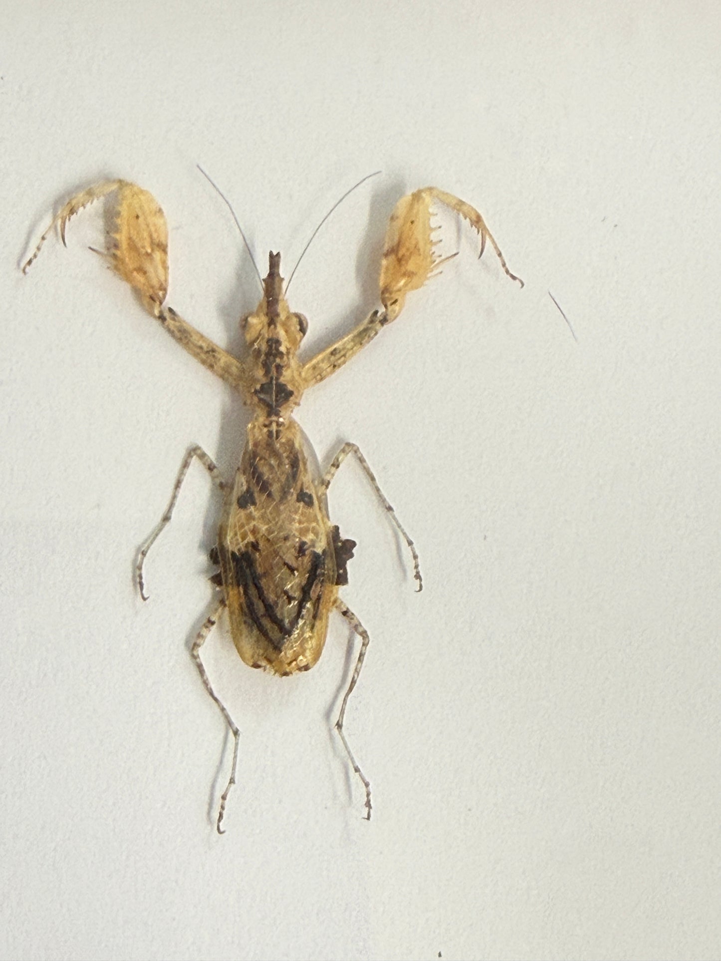 Ceratomantis saussurii Mantis Frame