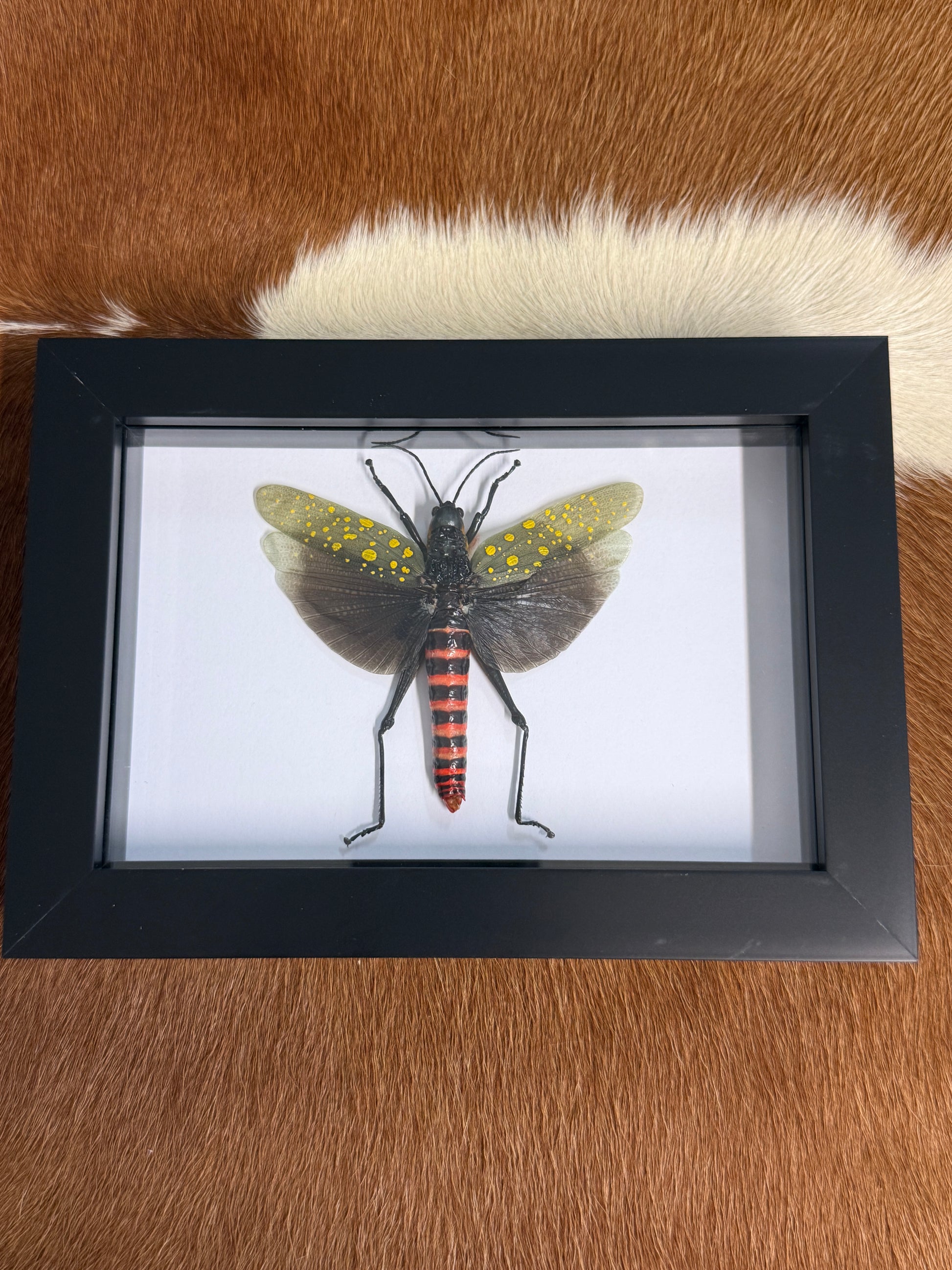 Northern Spotted Grasshopper - Aularches punctatus Frame - Pumpkin Cat Collectables