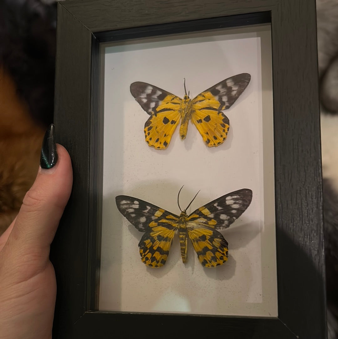 Dysphania moth duo frame