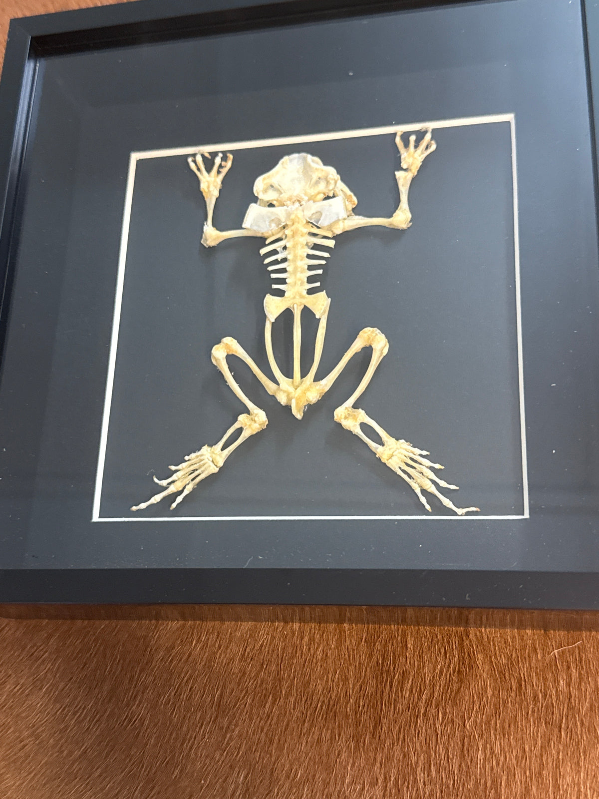 Toad Skeleton (XL) Frame