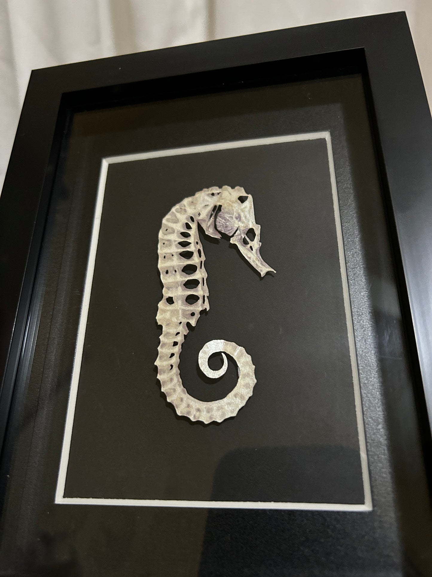 Replica Short-snouted seahorse Frame
