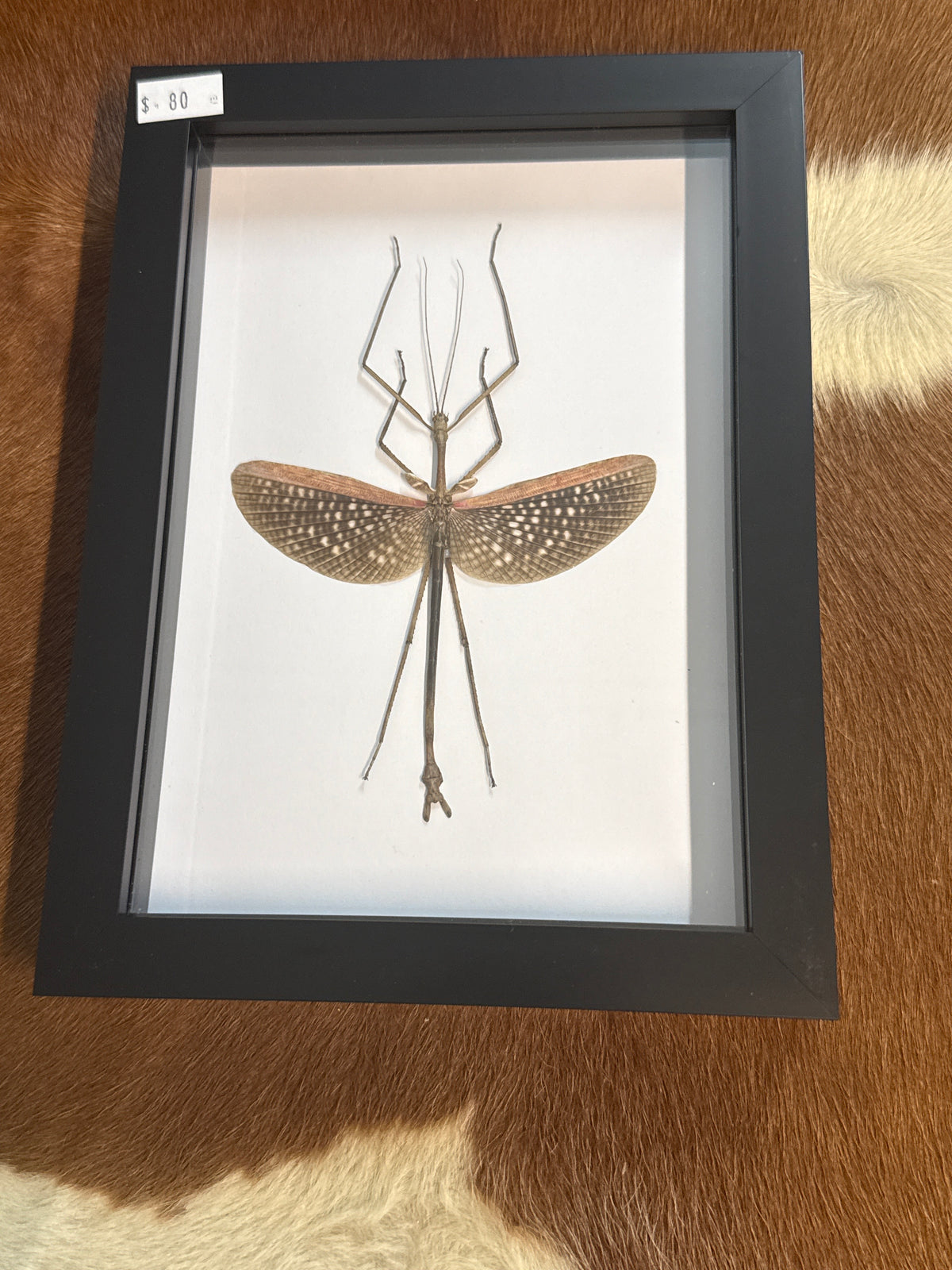 Anchiale buruense Stick Insect in a Frame