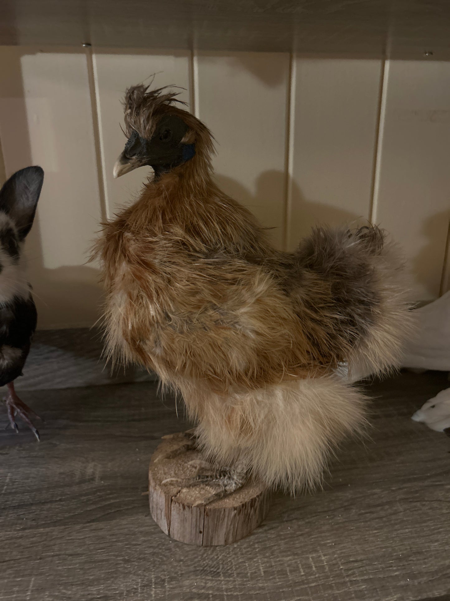 Silkie Rooster Taxidermy Mount