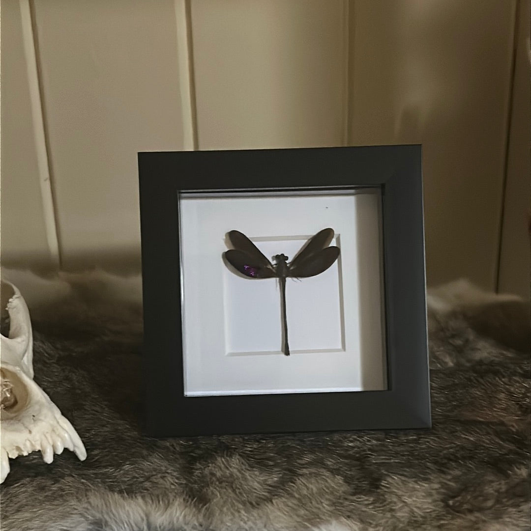 Euphaea variegata Damselfly in a frame