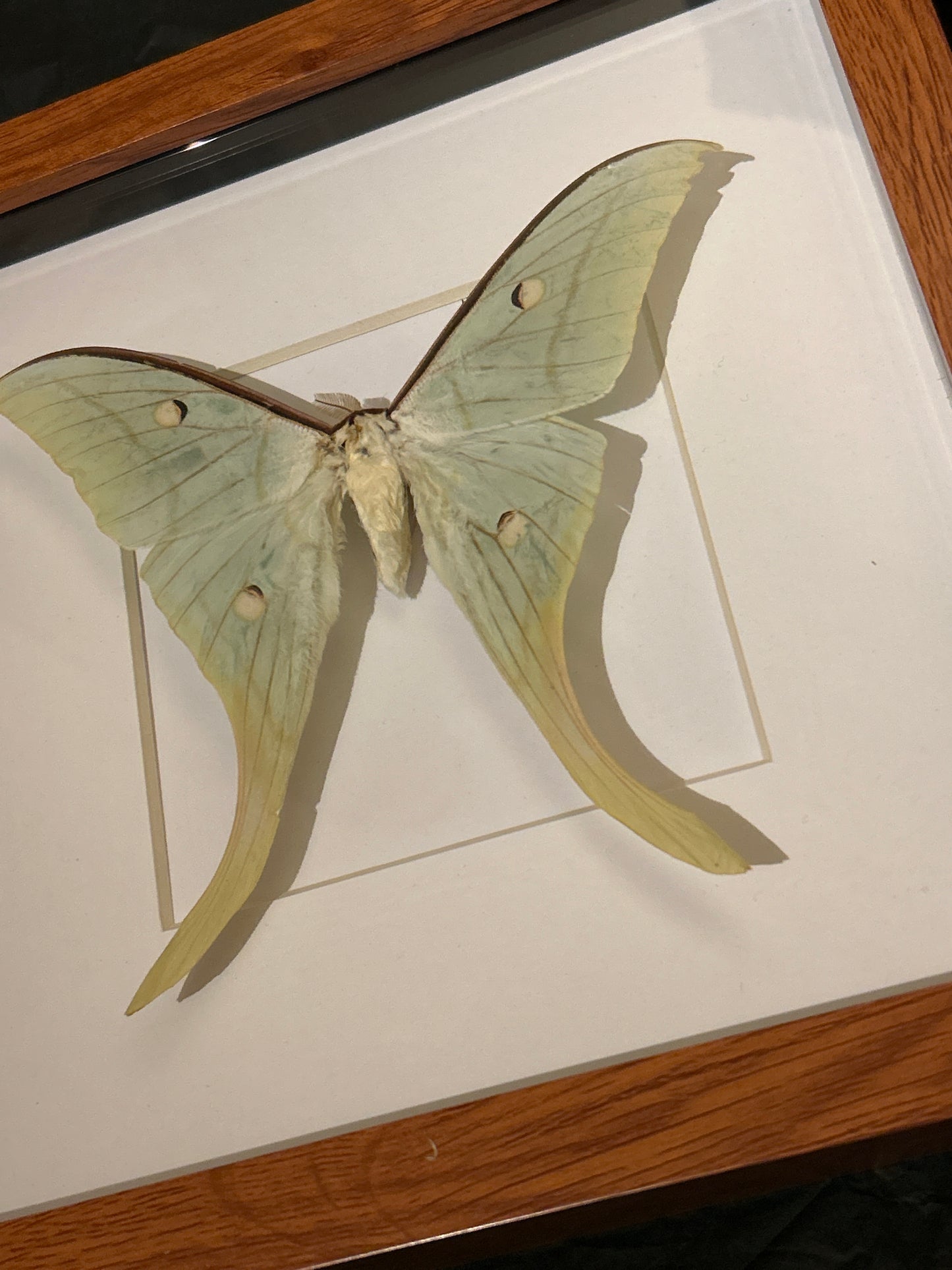 Luna Moth in a frame