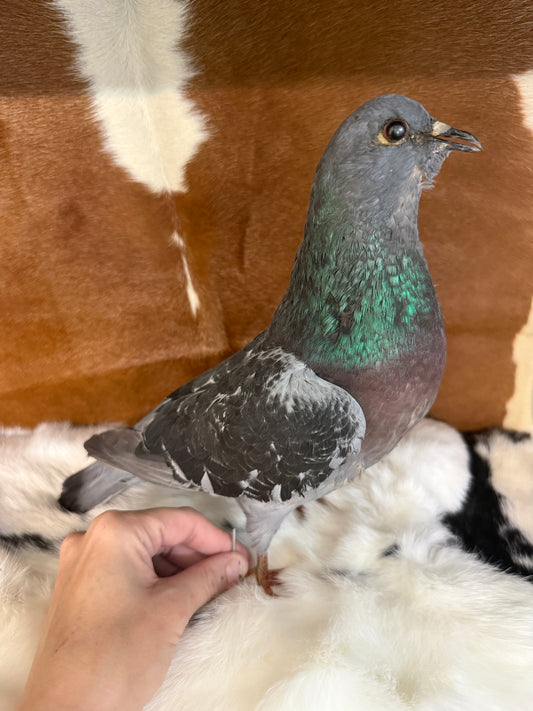 Taxidermy Pigeon 'Kenny' - Pumpkin Cat Collectables