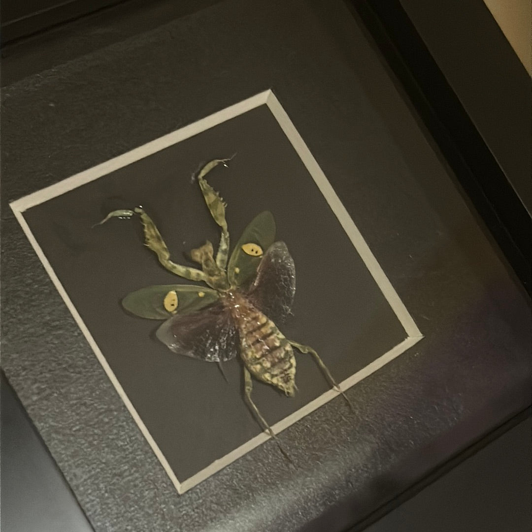 Jeweled Flower Mantis in a frame A2