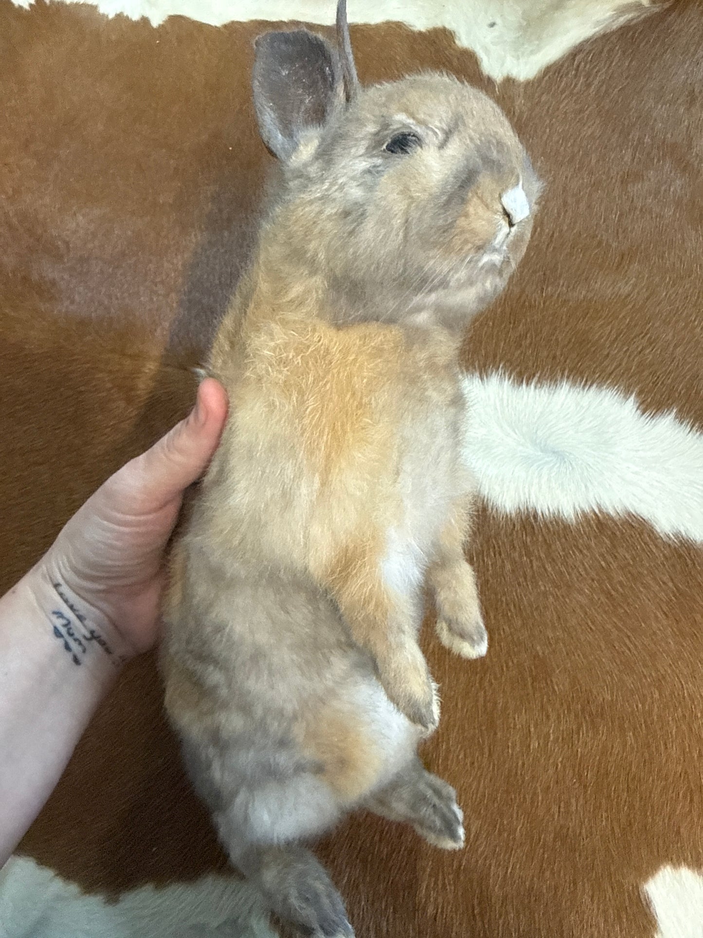 Taxidermy Bunny Mount 'Anniki'