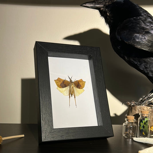 Brown Leaf Hopper in a frame