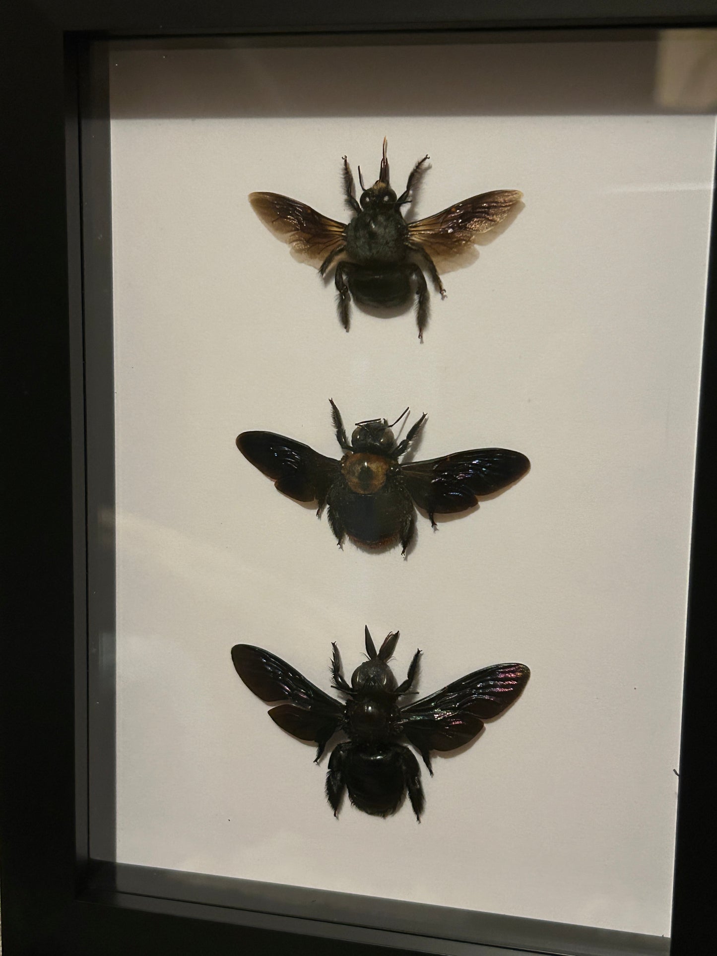 Dark Bee Trio Frame