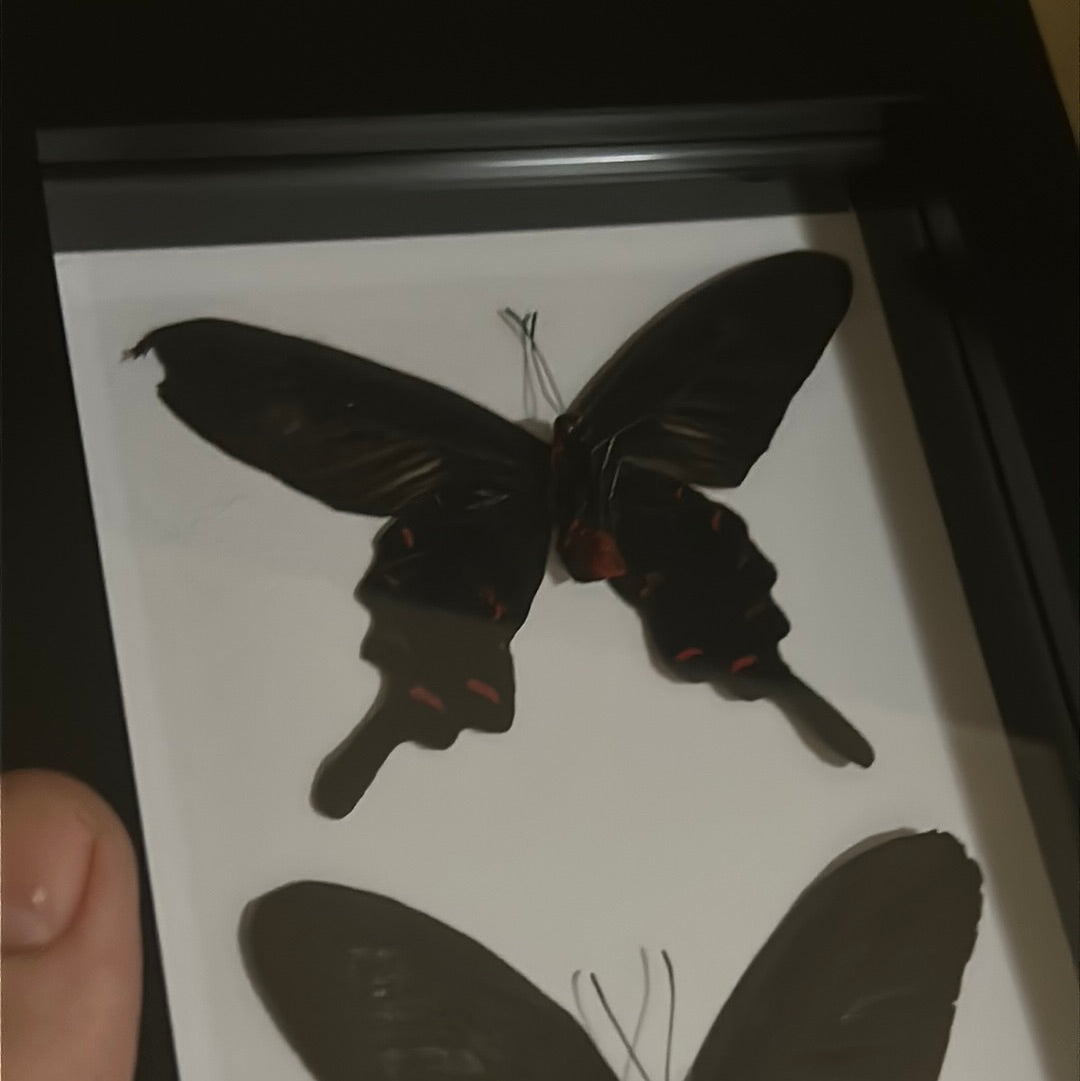 Common Rose Butterfly Duo Frame