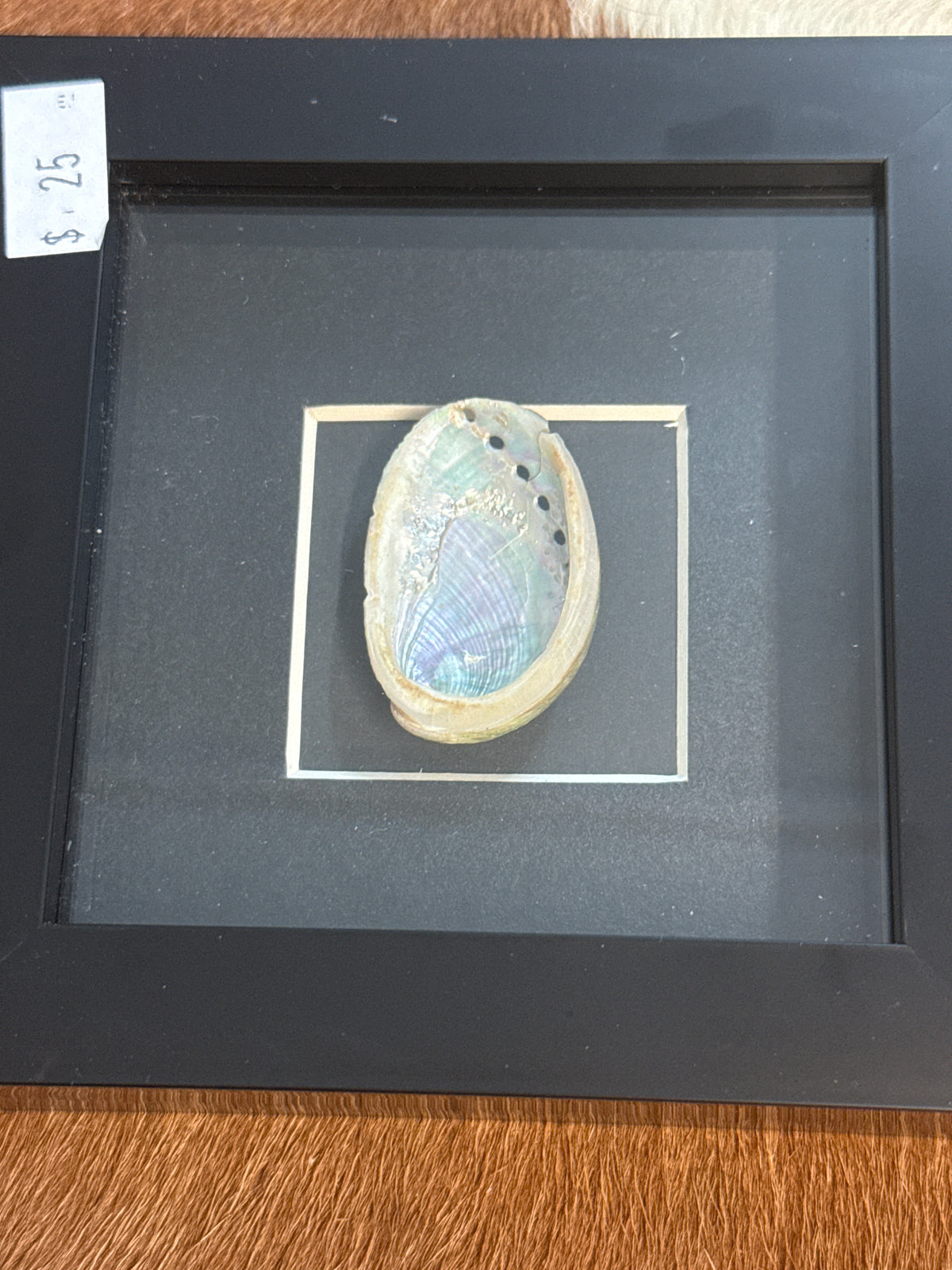 Abalone Shell in a Frame