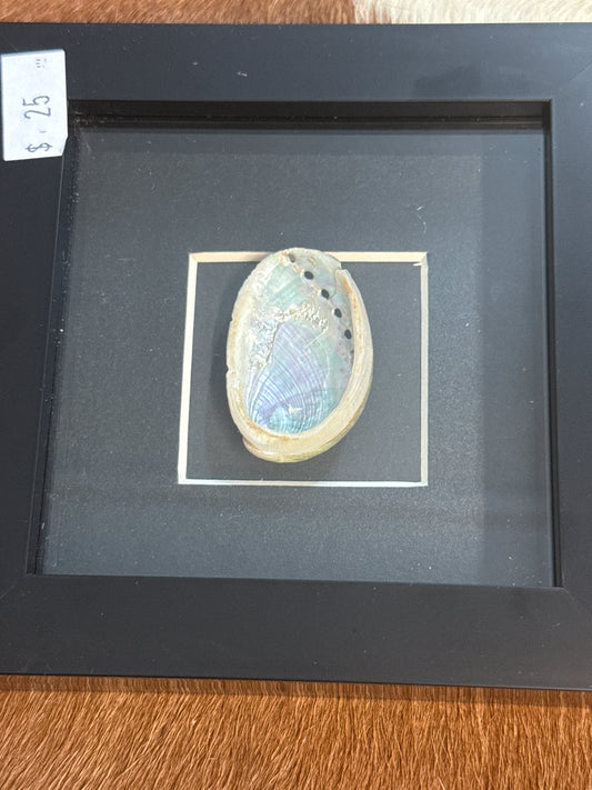 Abalone Shell in a Frame