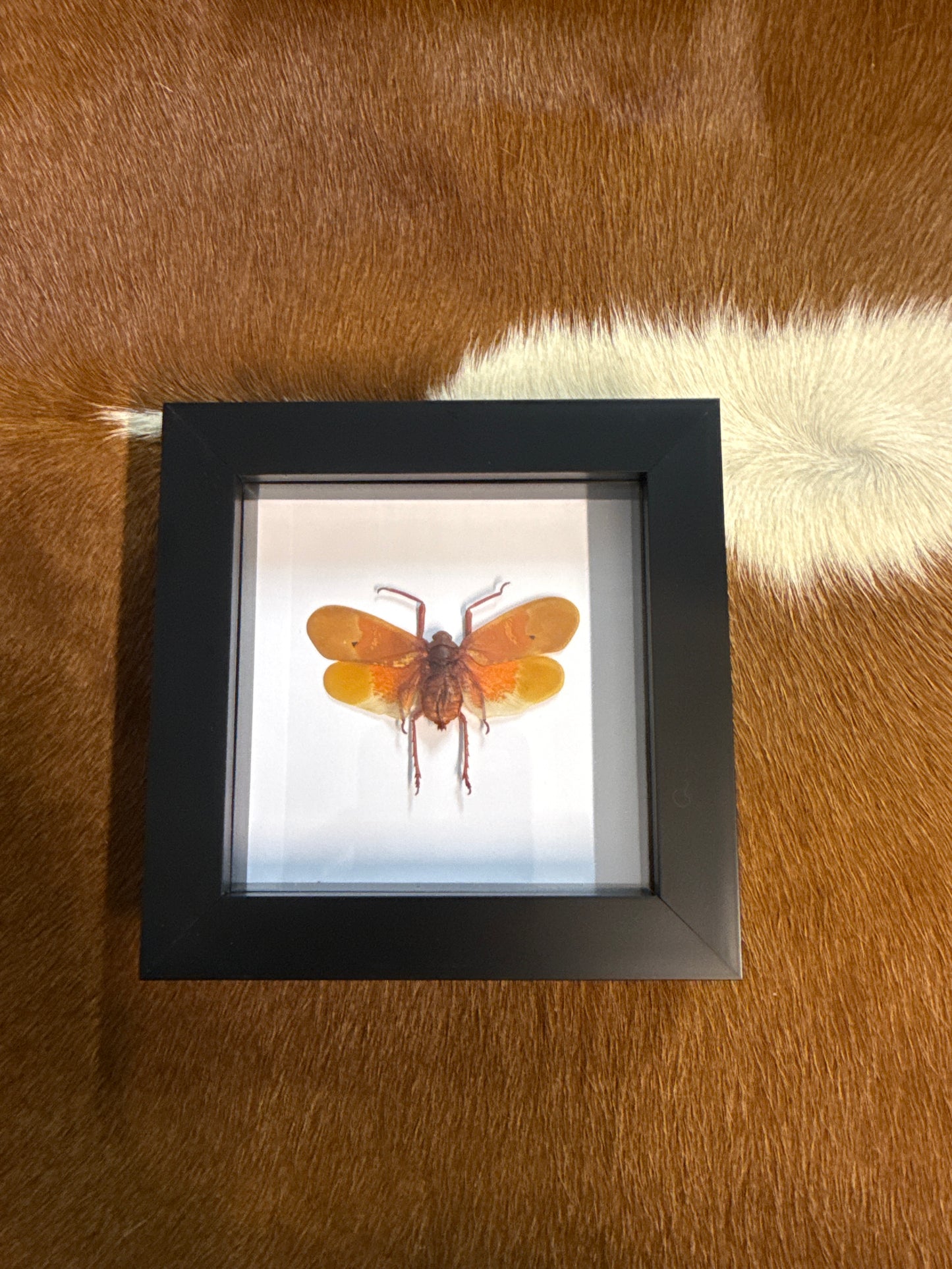Scamandra sanguiflua Lanternfly in a Frame