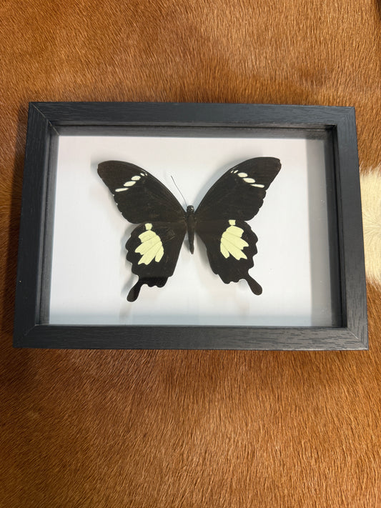 Papilio Butterfly frame - Pumpkin Cat Collectables