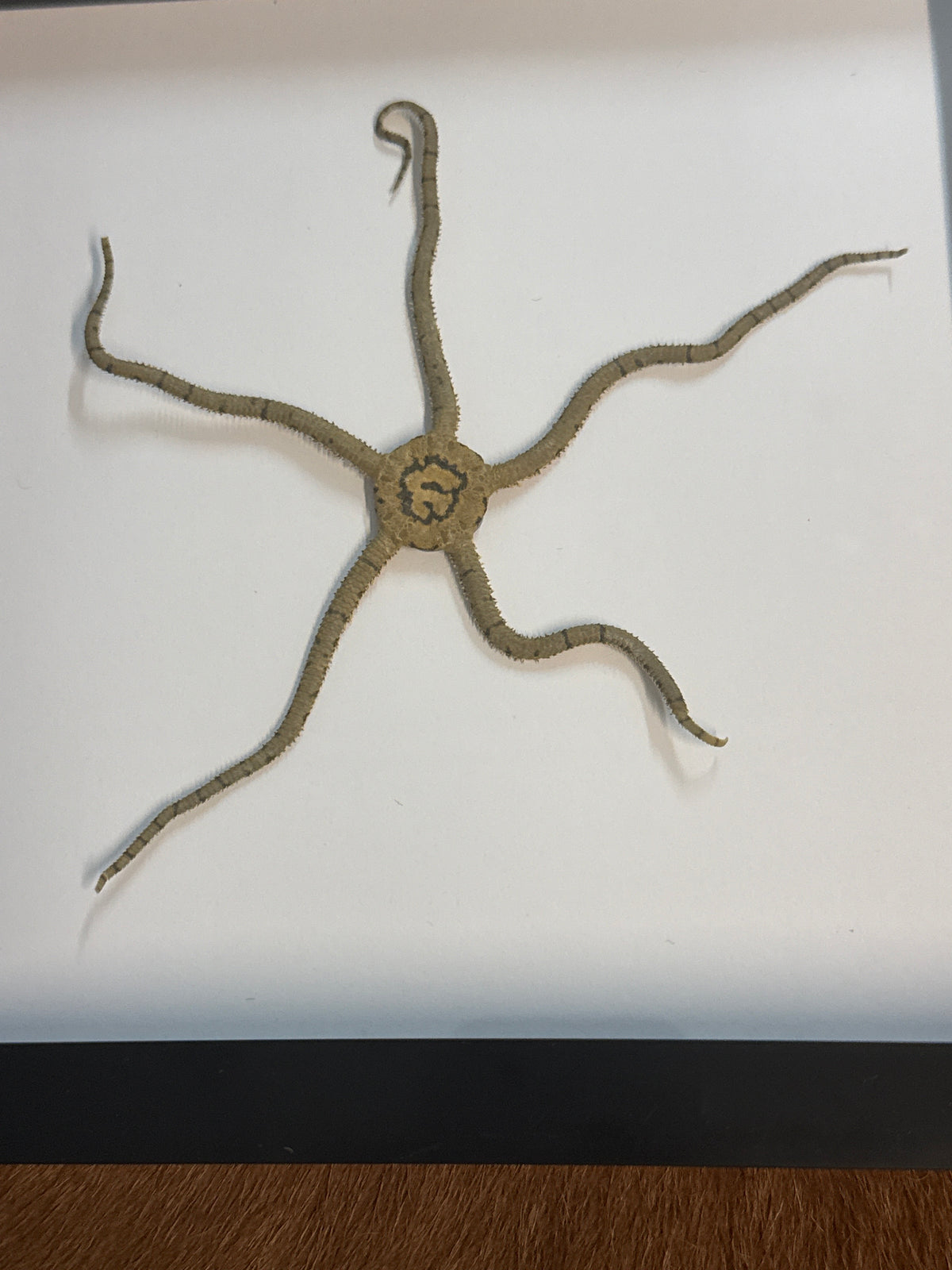 Brittle Starfish in a Frame