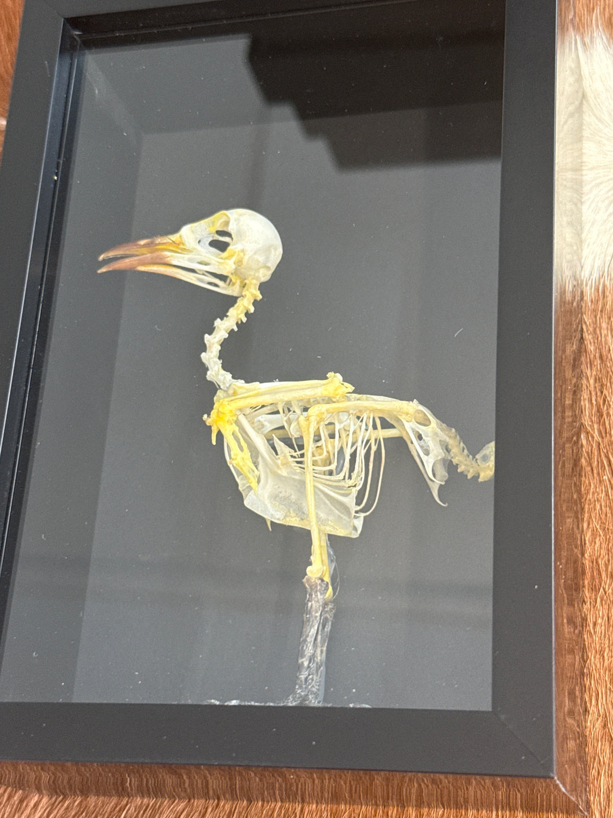 Sooty-Headed Bulbul (Pycnonotus aurigaster) Bird Skeleton in a Frame