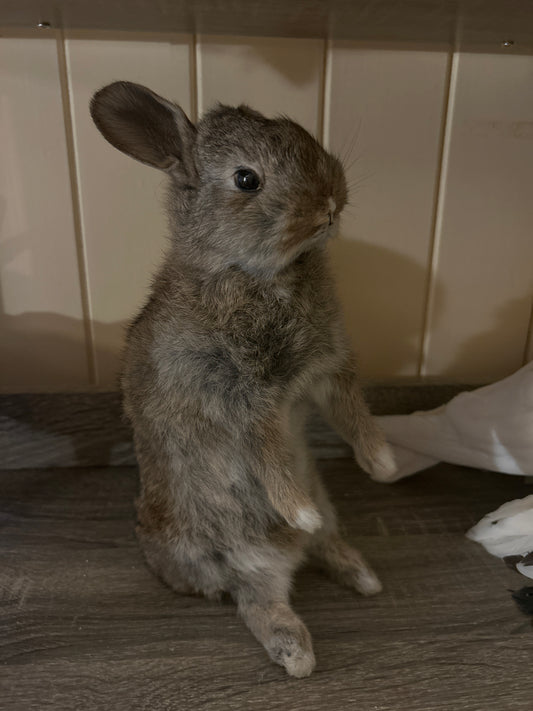 Taxidermy Bunny Mount 'Pringle’