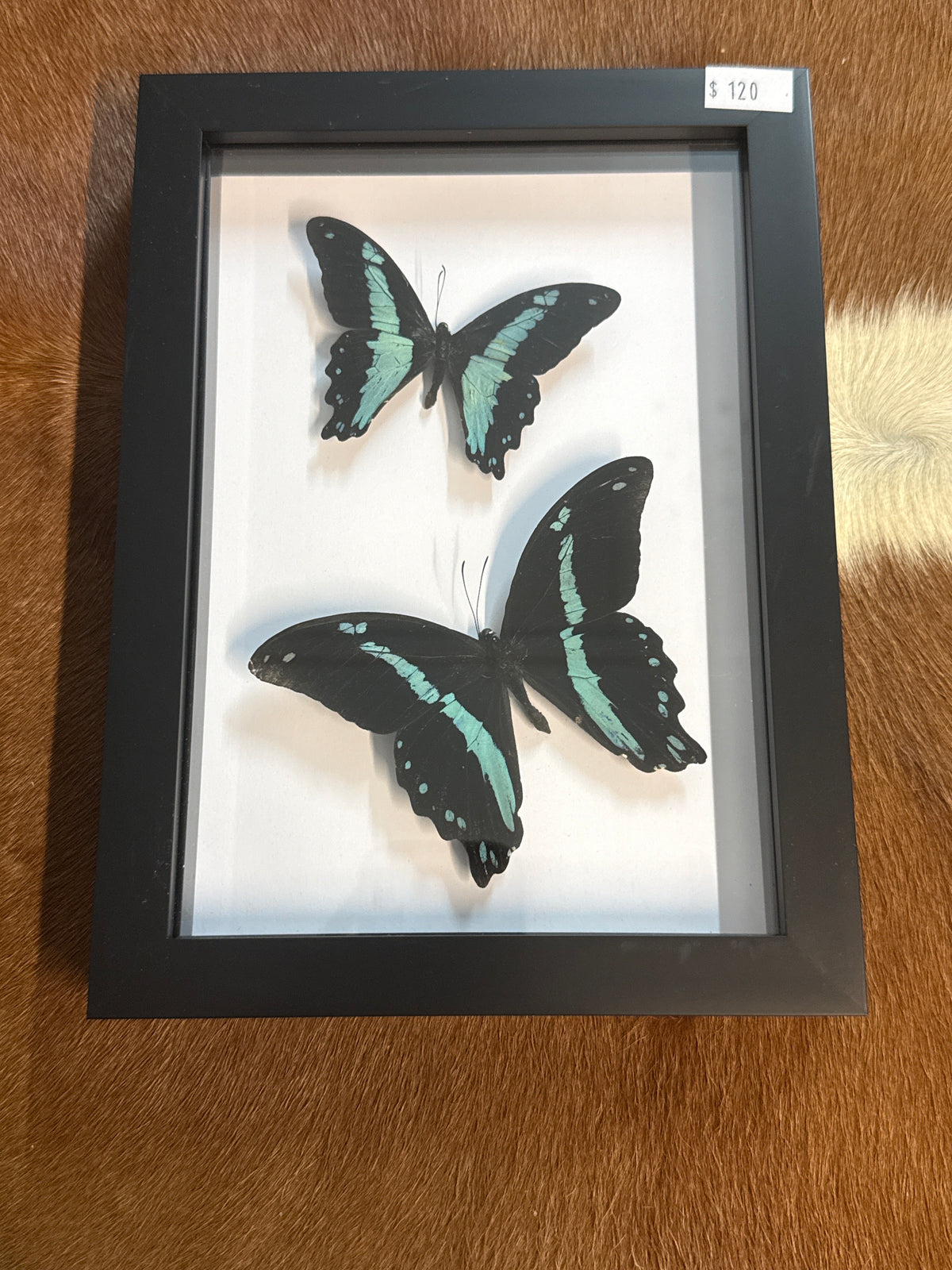 Blue Papilio Butterfly Duo Frame