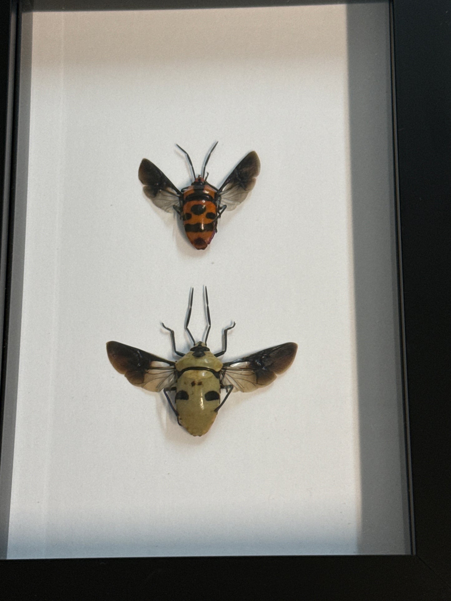 Stink Bug Duo Frame