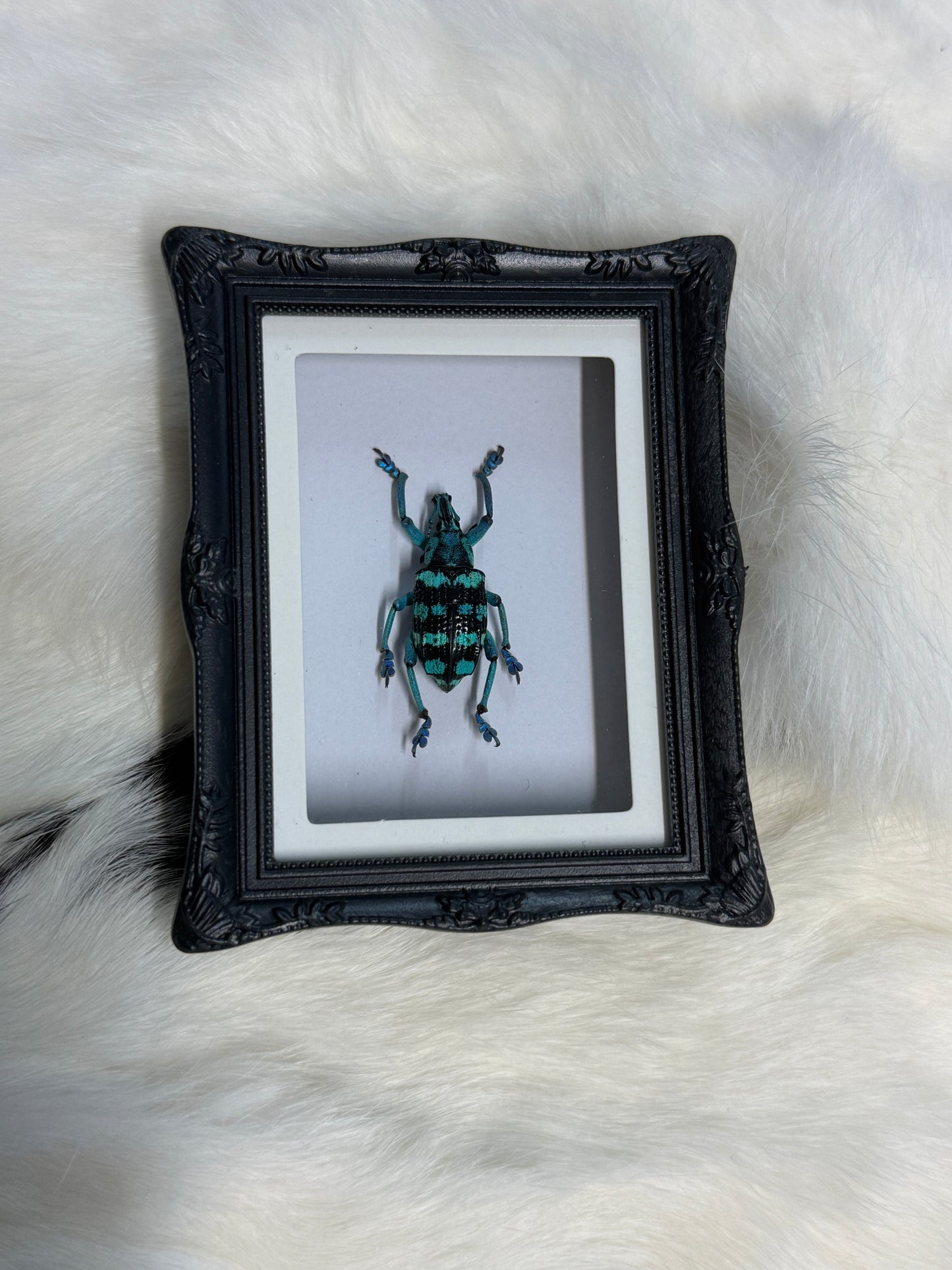 Bug Fridge Magnet Mini Frame - Pumpkin Cat Collectables