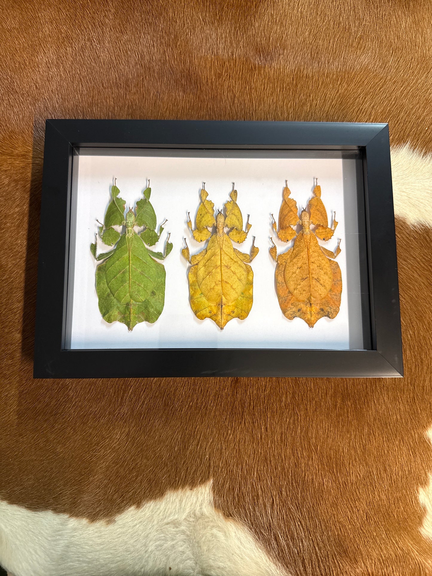Leaf Insect Trio Frame