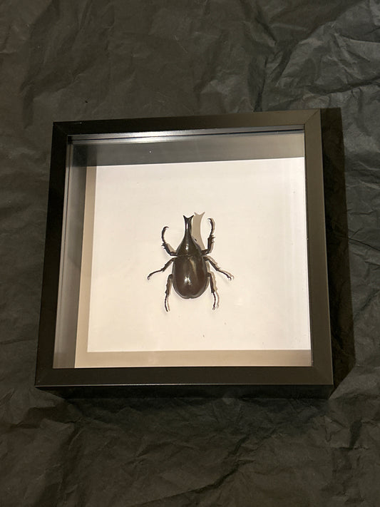 Xylotrupes gideon Beetle in a frame