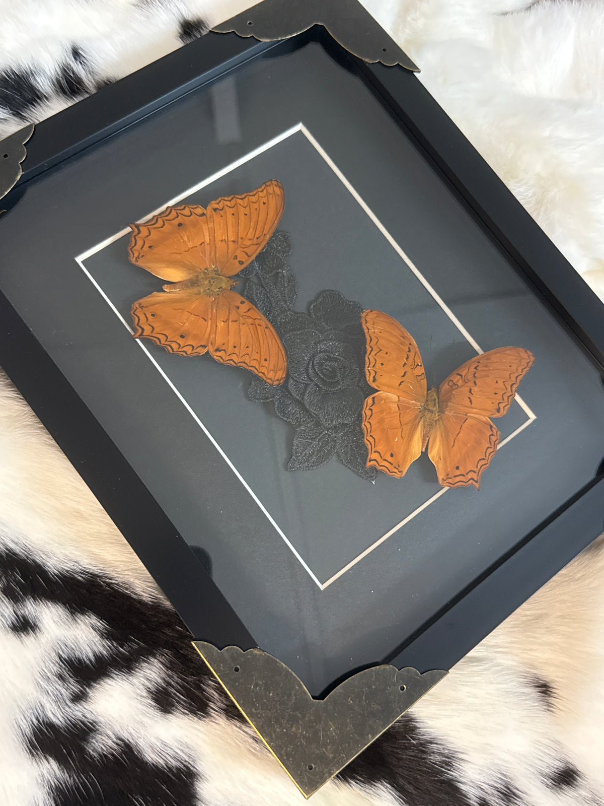 Cruiser Butterflies in a Frame