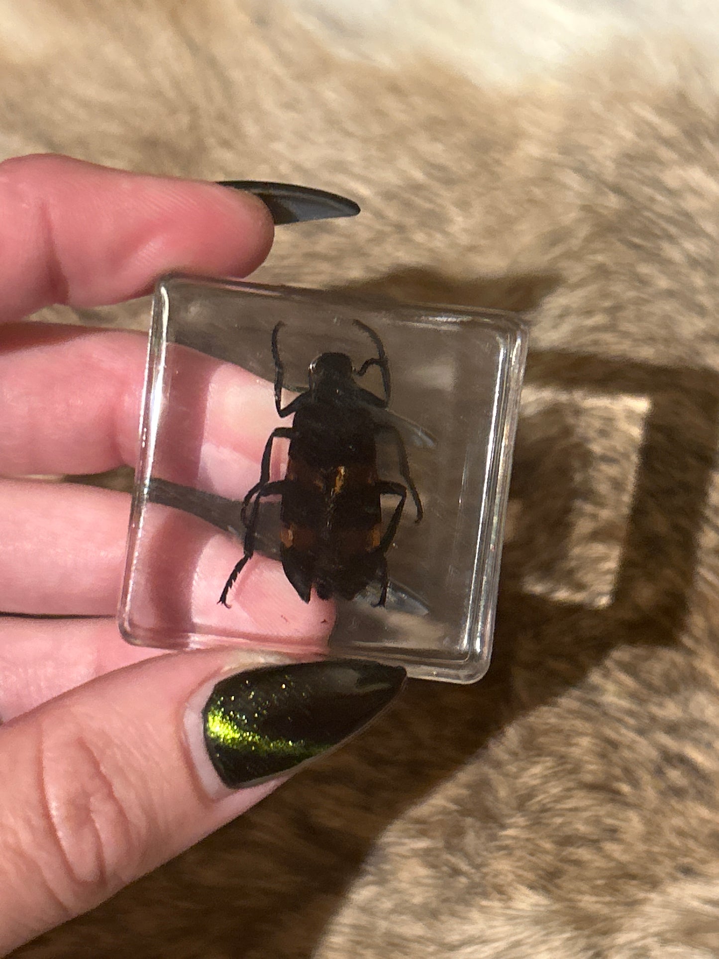 Striped Beetle in Resin Block