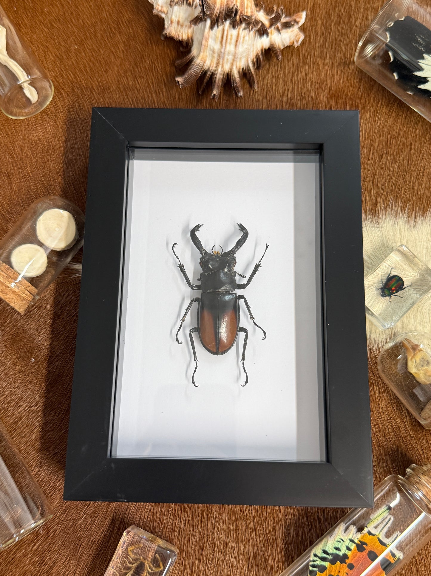 Hexarthrius parryi paradocus Beetle Frame