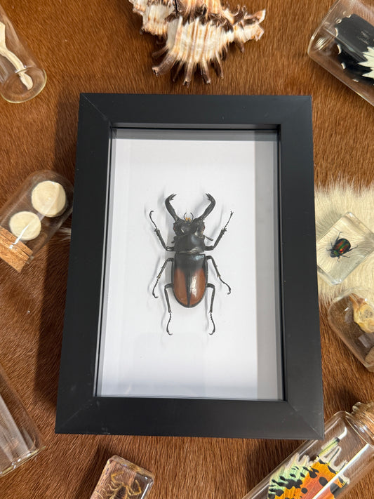 Hexarthrius parryi paradocus Beetle Frame