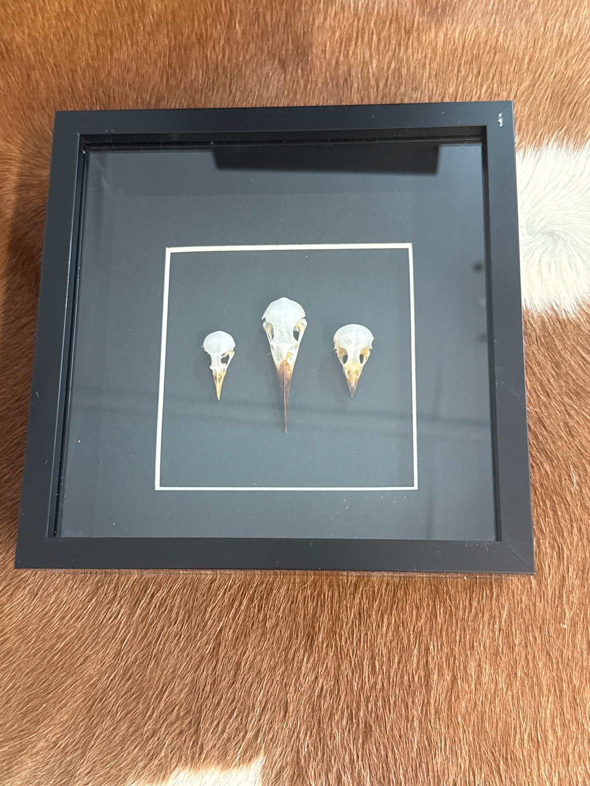 Bird Skull Trio Frame