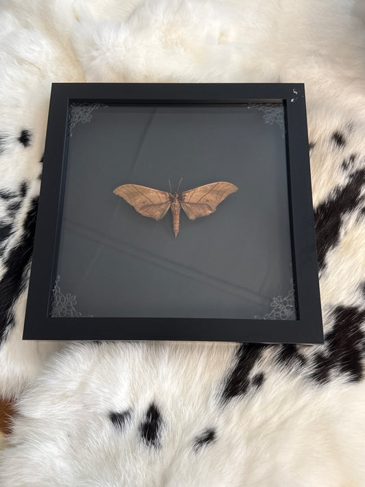 Thetra levan Moth in a Frame