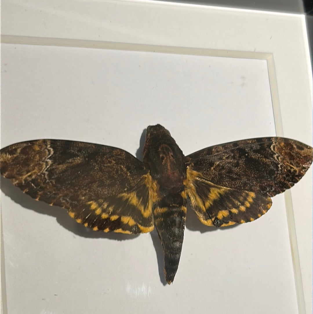 Deaths Head Hawk Moth in a frame (B)